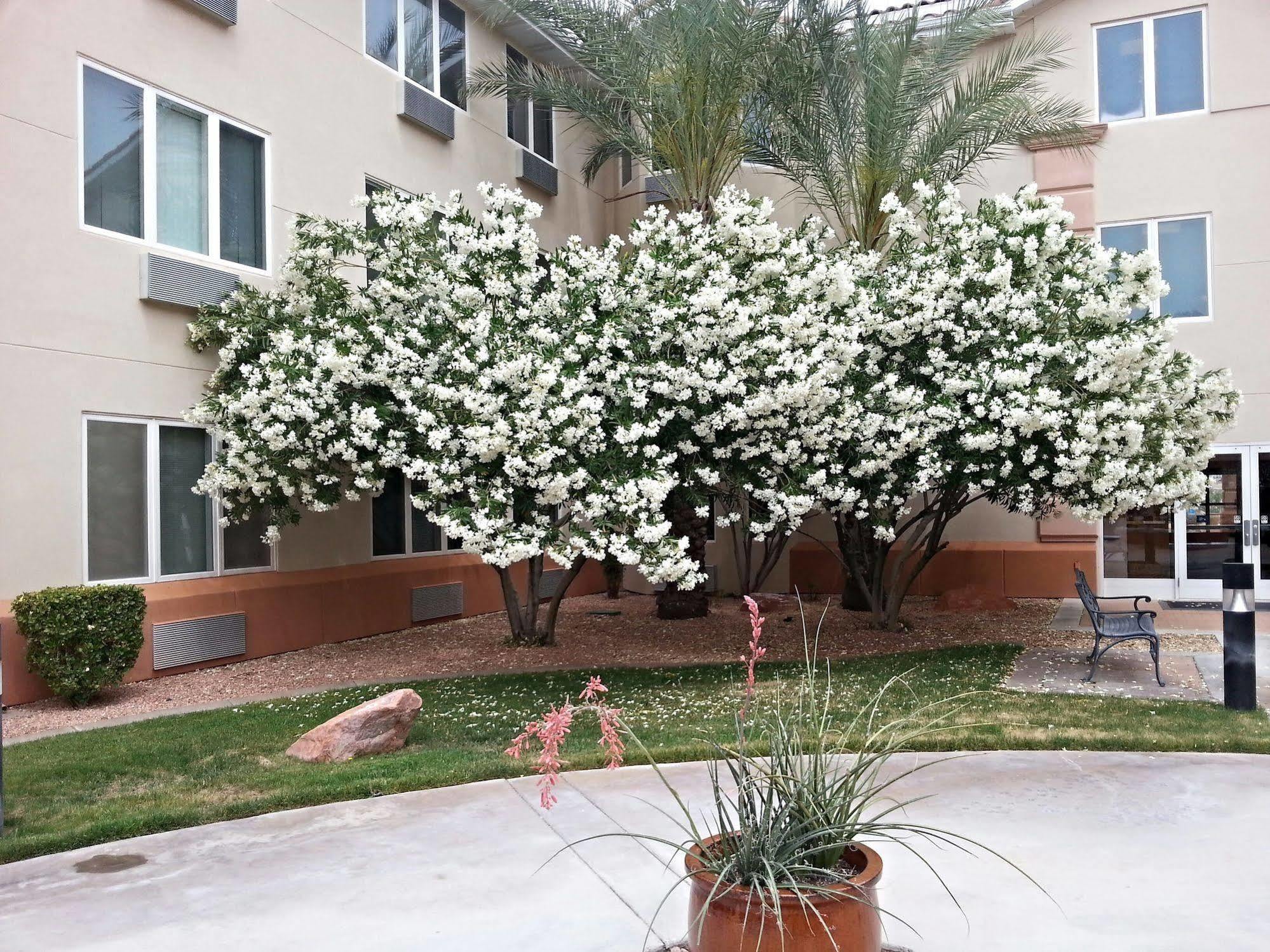 Mojave Edge Hotel Mesquite Kültér fotó
